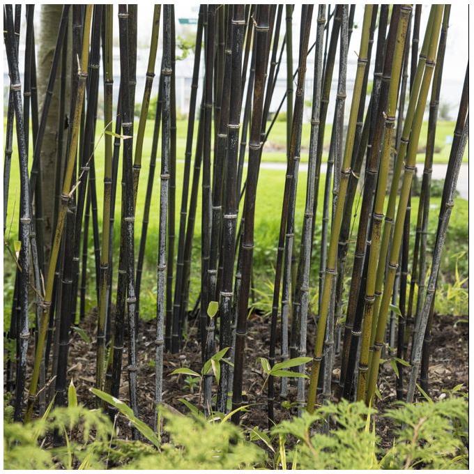 Haie Brise-vue Balcon Bambou 'Asian Wonder' en KIT - Vente en ligne de  plants de Haie Brise-vue Balcon Bambou 'Asian Wonder' en KIT pas cher