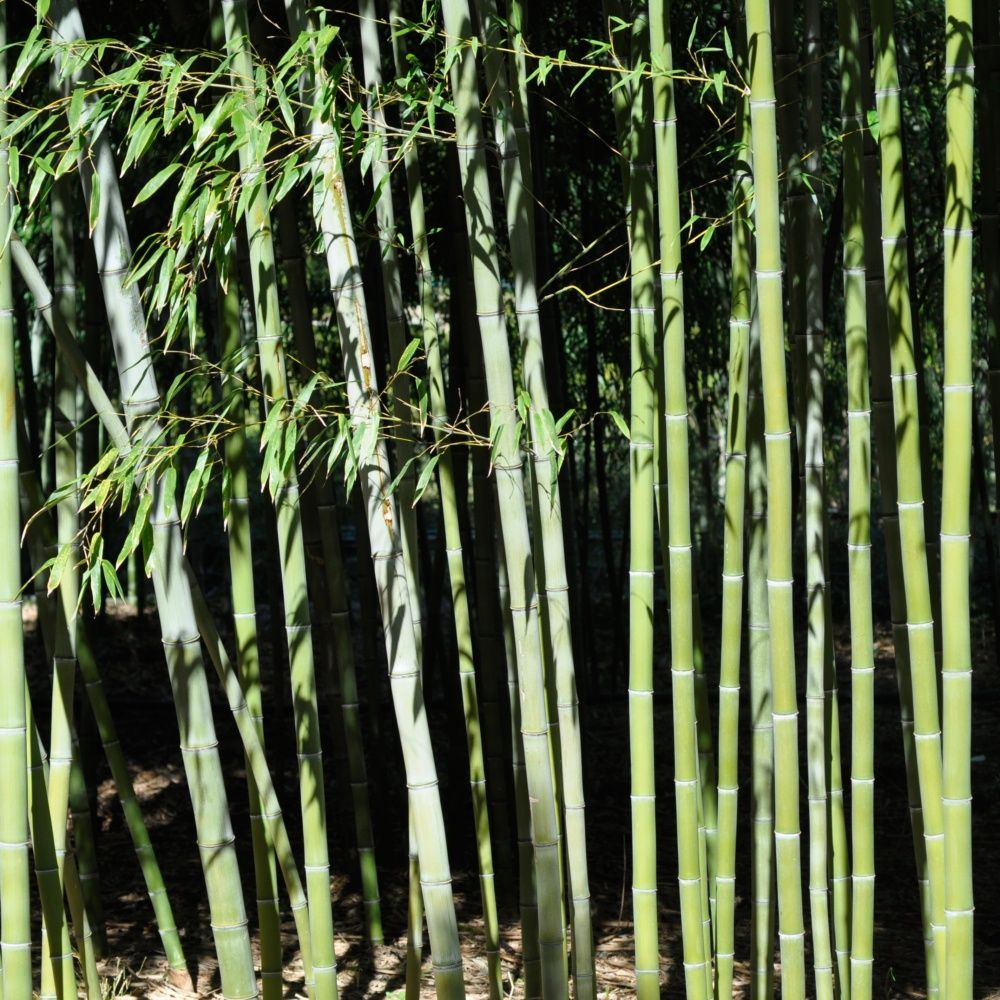 Choisir un bambou pour un rideau de verdure ou un brise vent - Gamm vert