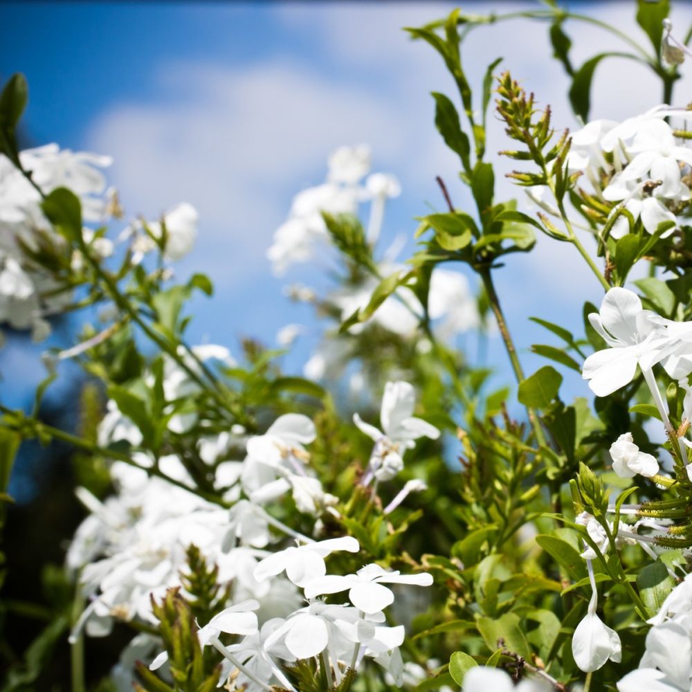 Plumbago blanc du cap - C3L - Gamm vert