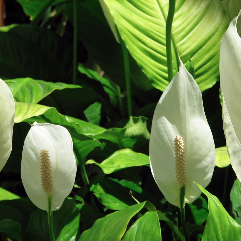 Rempoter le spathiphyllum - Gamm vert