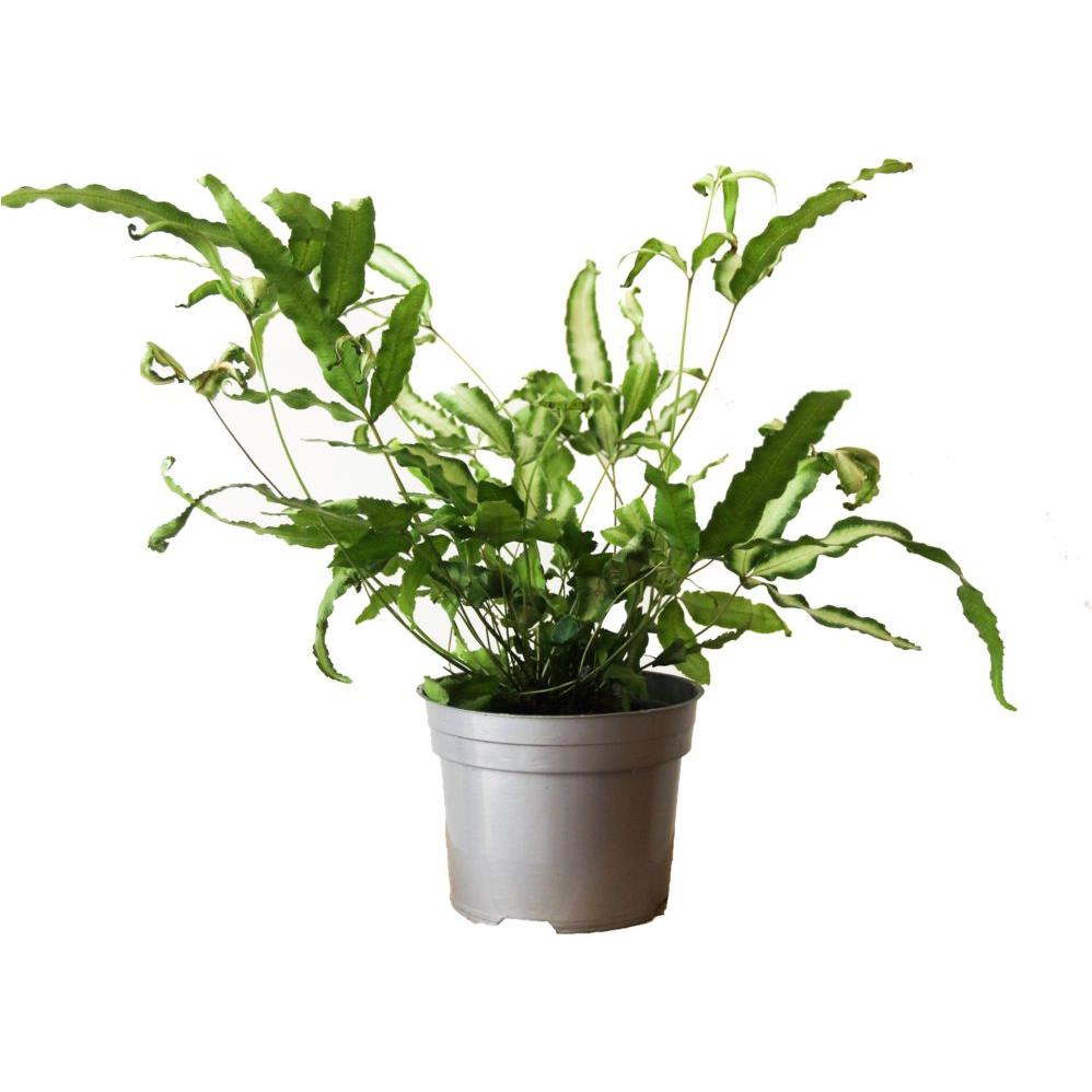 Les plus belles plantes d'intérieur - Gamm vert
