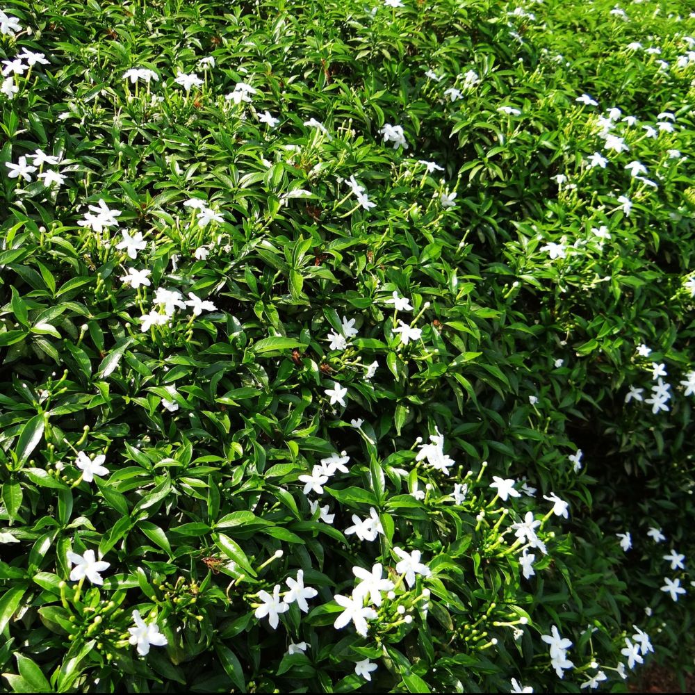 Faux jasmin acheter. Plantes de jasmin étoilé ou de jasmin de lait. —  Plantamus Pépinière en ligne
