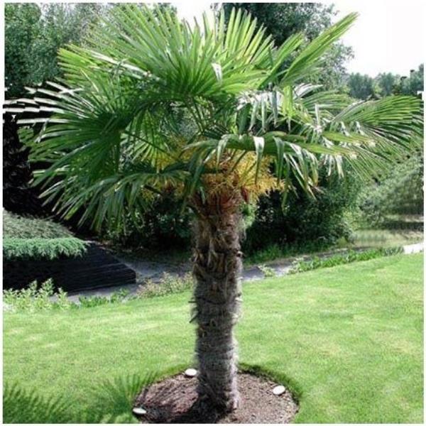 Palmier Washingtonia ou Palmier du Mexique - Déco du Jardin à Reims