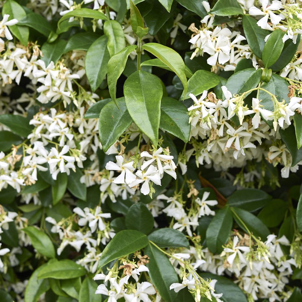 Acheter Jasmin Étoilé - Trachelospermum Jasminoides (Pack de Six)?  Commandez en ligne au Jardinerie Koeman