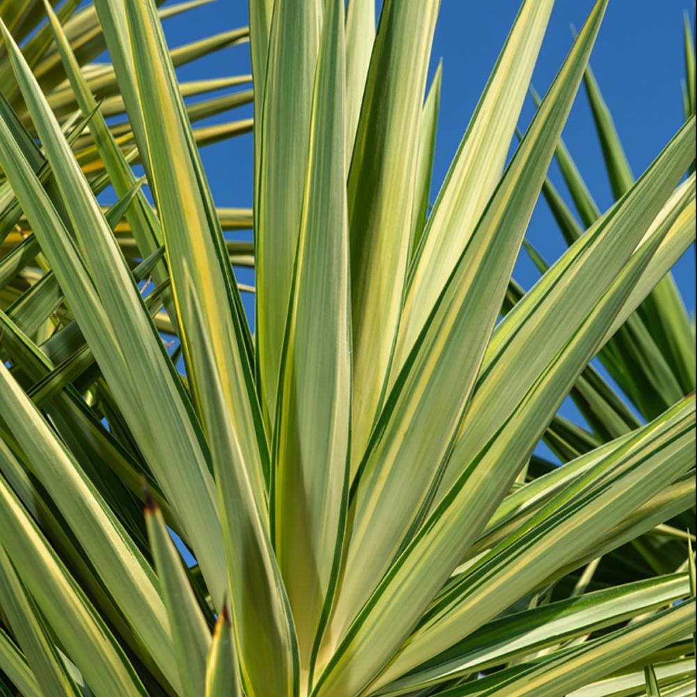 Palmier rustique - Gamm vert