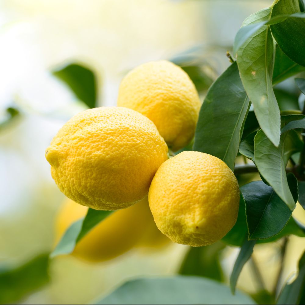 Citrus limon / Citronnier jaune '4 saisons' greffé volkamériana