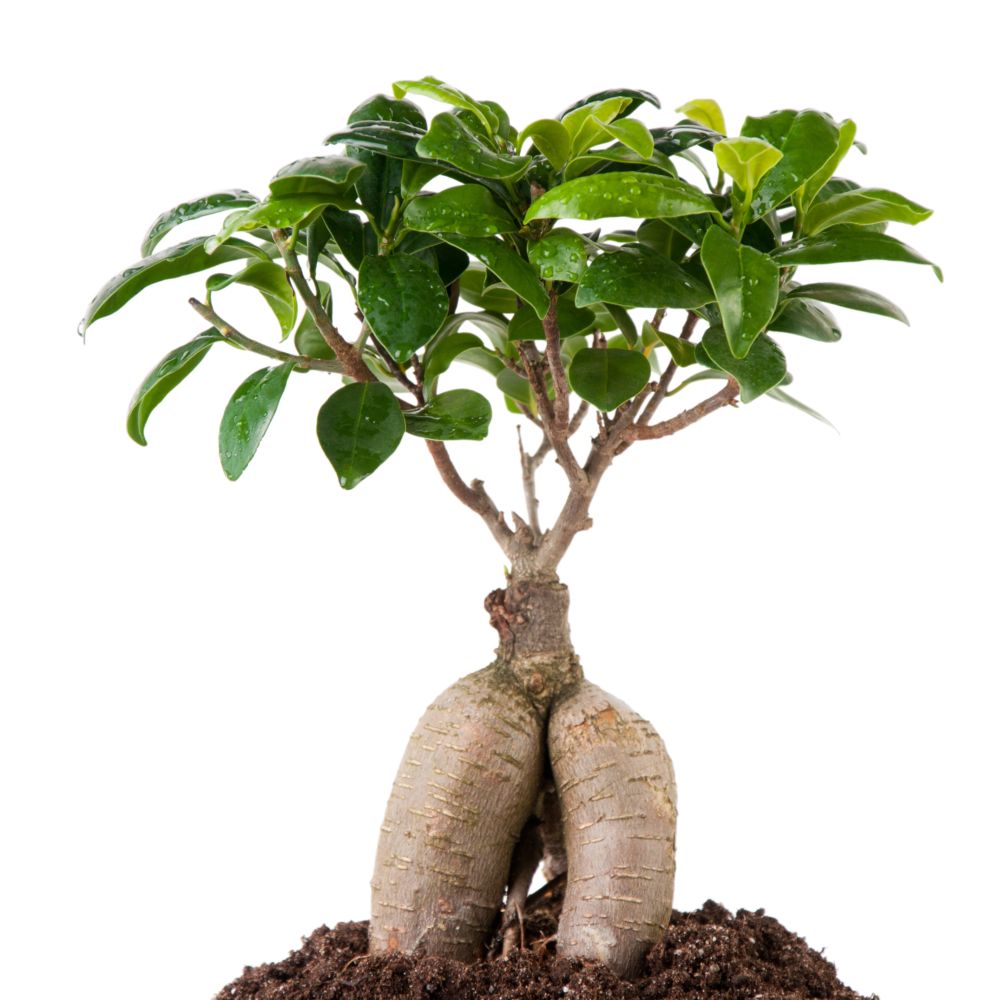 Quel terreau utiliser pour les bonsaïs ? - Jardiland