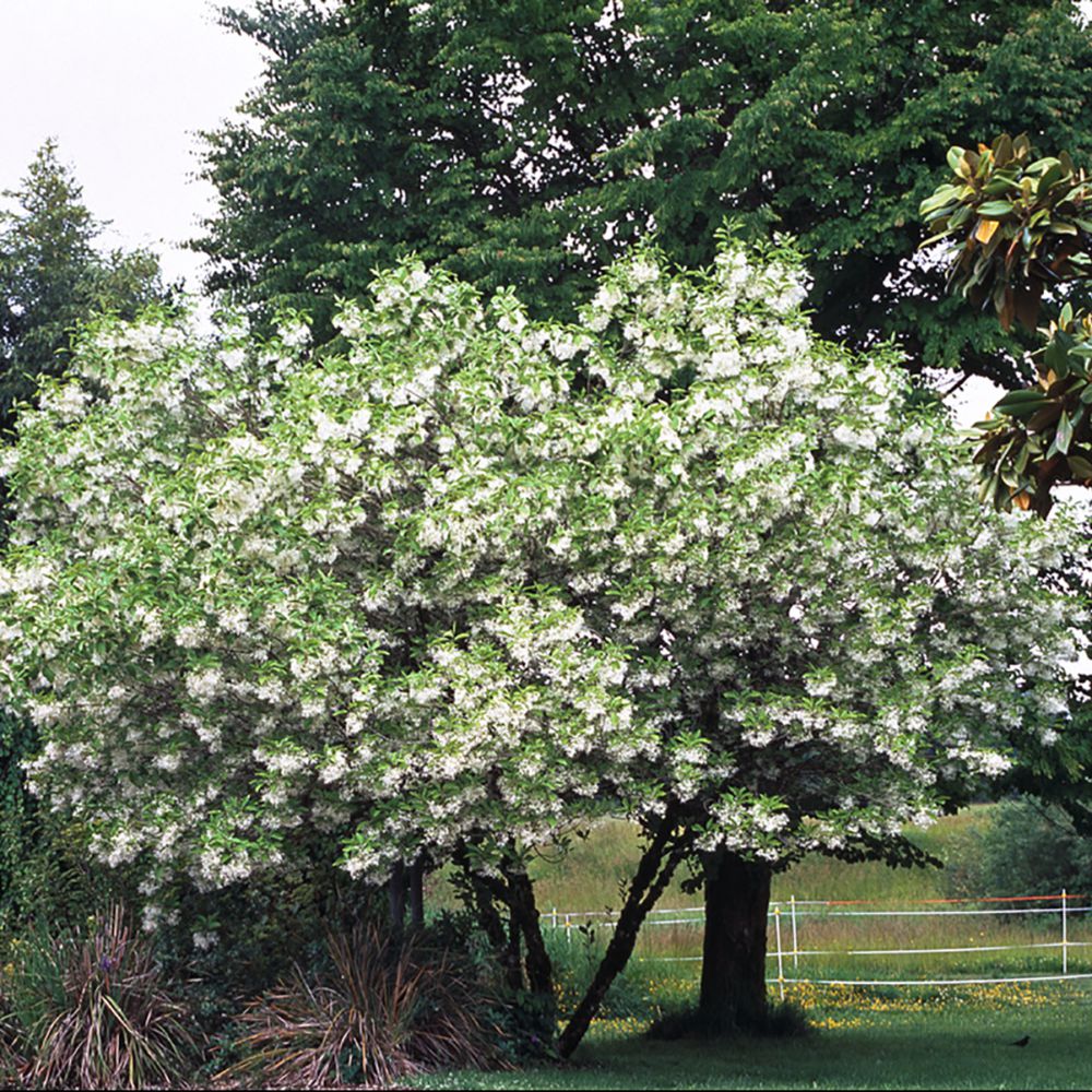 Arbre de Neige - Chionanthus virginicus - C4L - Gamm vert