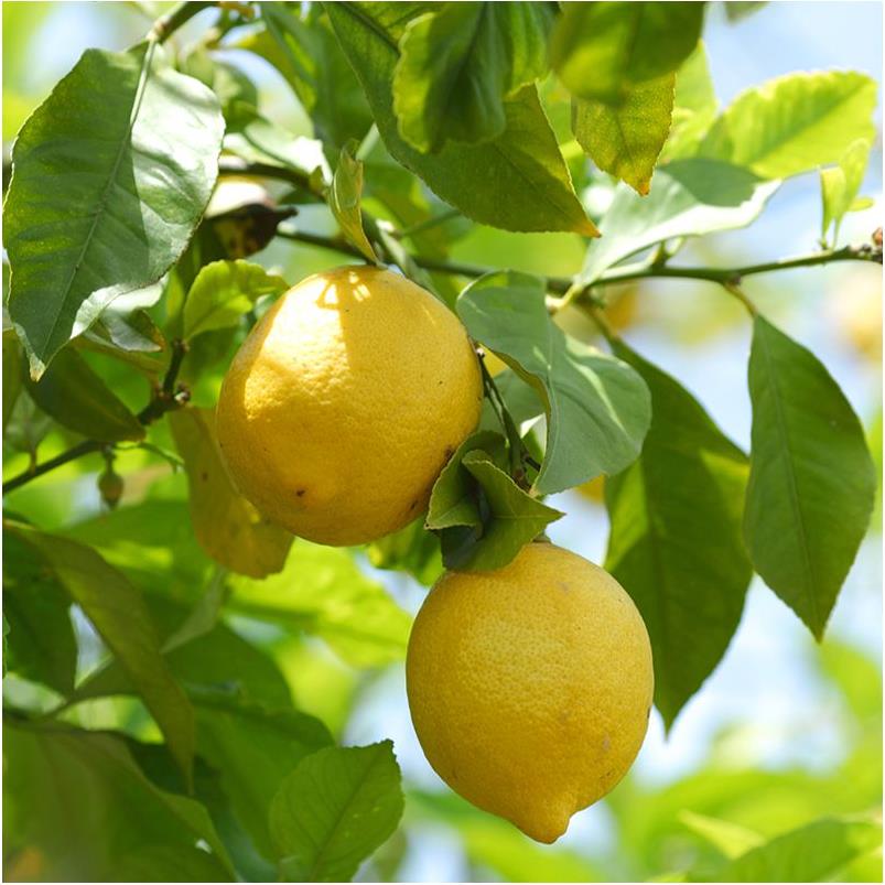 Citronnier : croissance, exposition et récolte - Gamm vert