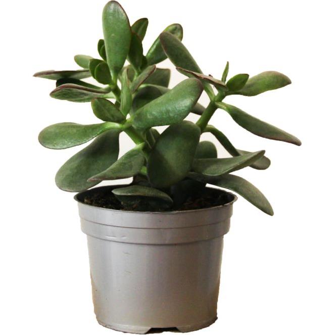 Crassula Portulacea (Arbre de jade) en pot de 2,5 L vert : Plantes et  fleurs méditerranéennes AUTRES PRODUCTEURS balcon terrasse - botanic®