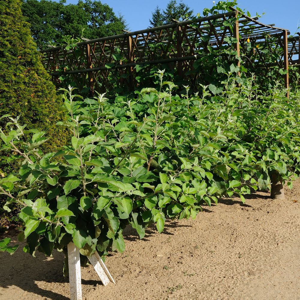 Kit Jardinière Prêt à planter - Vente en ligne de plants de Kit Jardinière  Prêt à planter pas cher