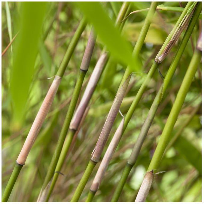 Bambou non-traçant – Bakker.com