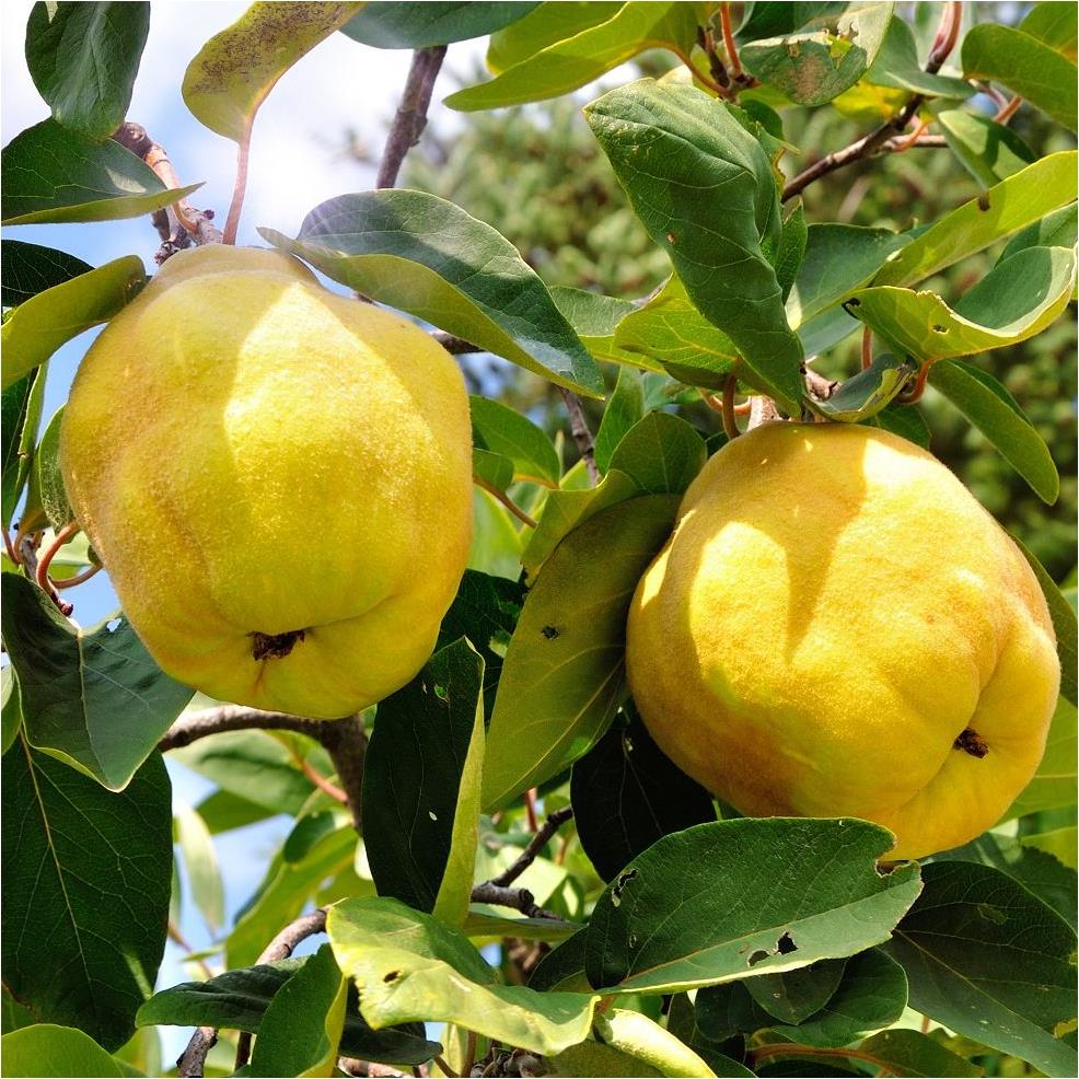 Citronnier - Arbuste Fruitier Direct Producteur – La Green Touch