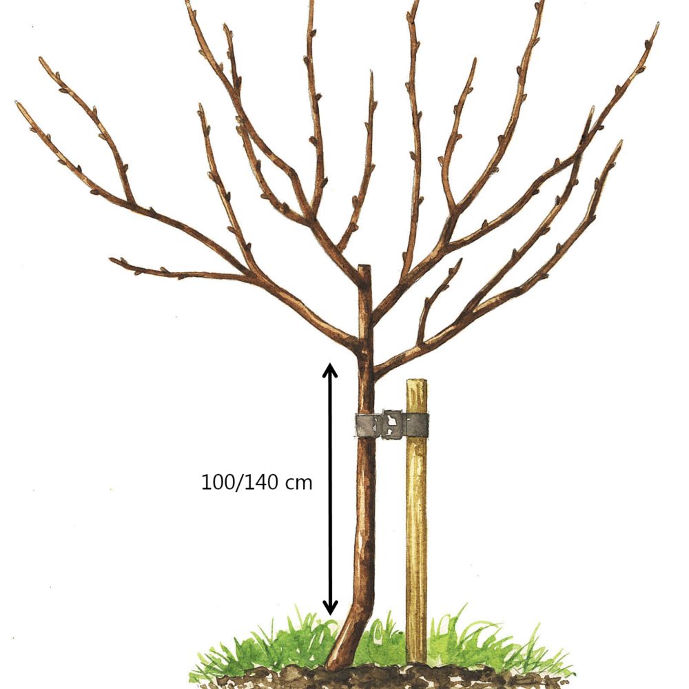 Cognassier ou arbre à coing - Gamm vert