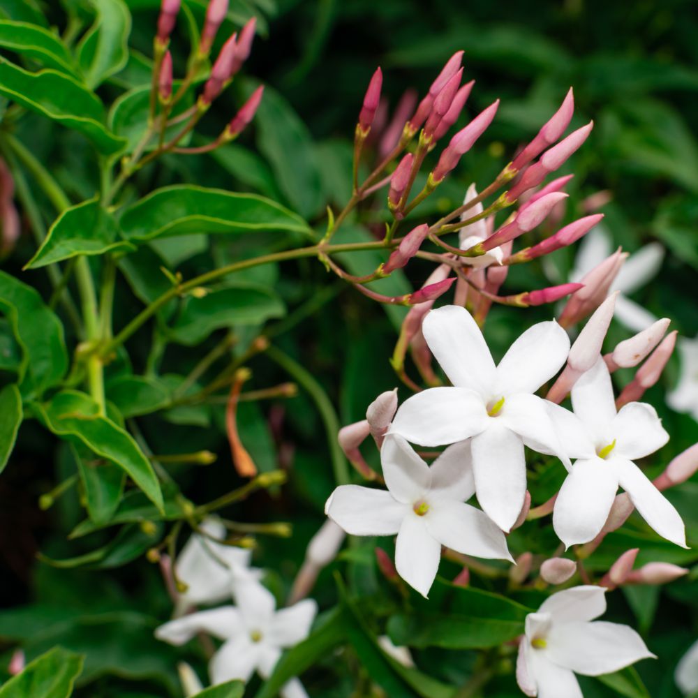 JASMINUM officinale, jasmin officinal vrai, été - Pépinière du Penthièvre