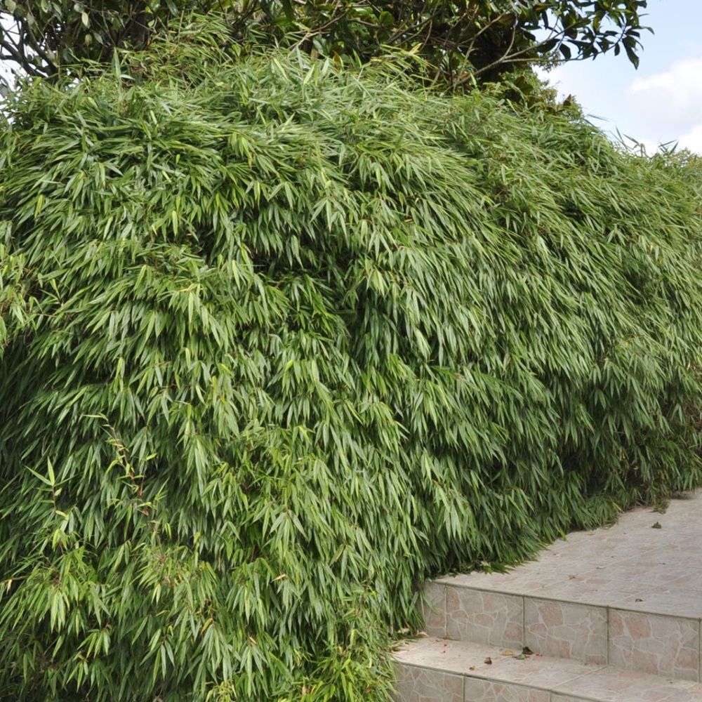 Bambou non traçant : Fargesia rufa - C3L - Gamm vert