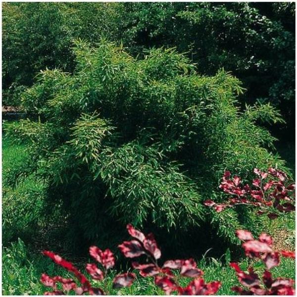 Fargesia Rufa lot de 24 bambou - Ø13 cm - ↕25 cm - plante d'extérieur