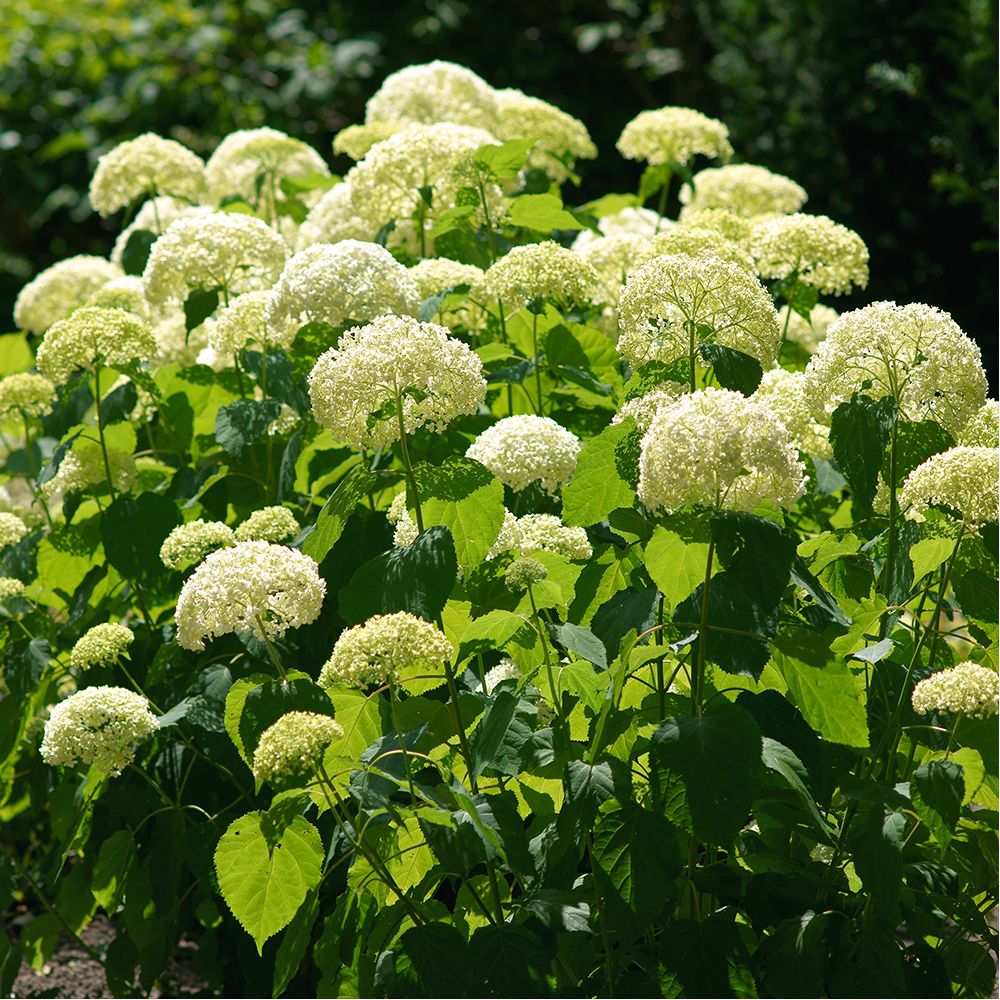 Hortensia boule de neige Annabelle - C4L - Jardiland