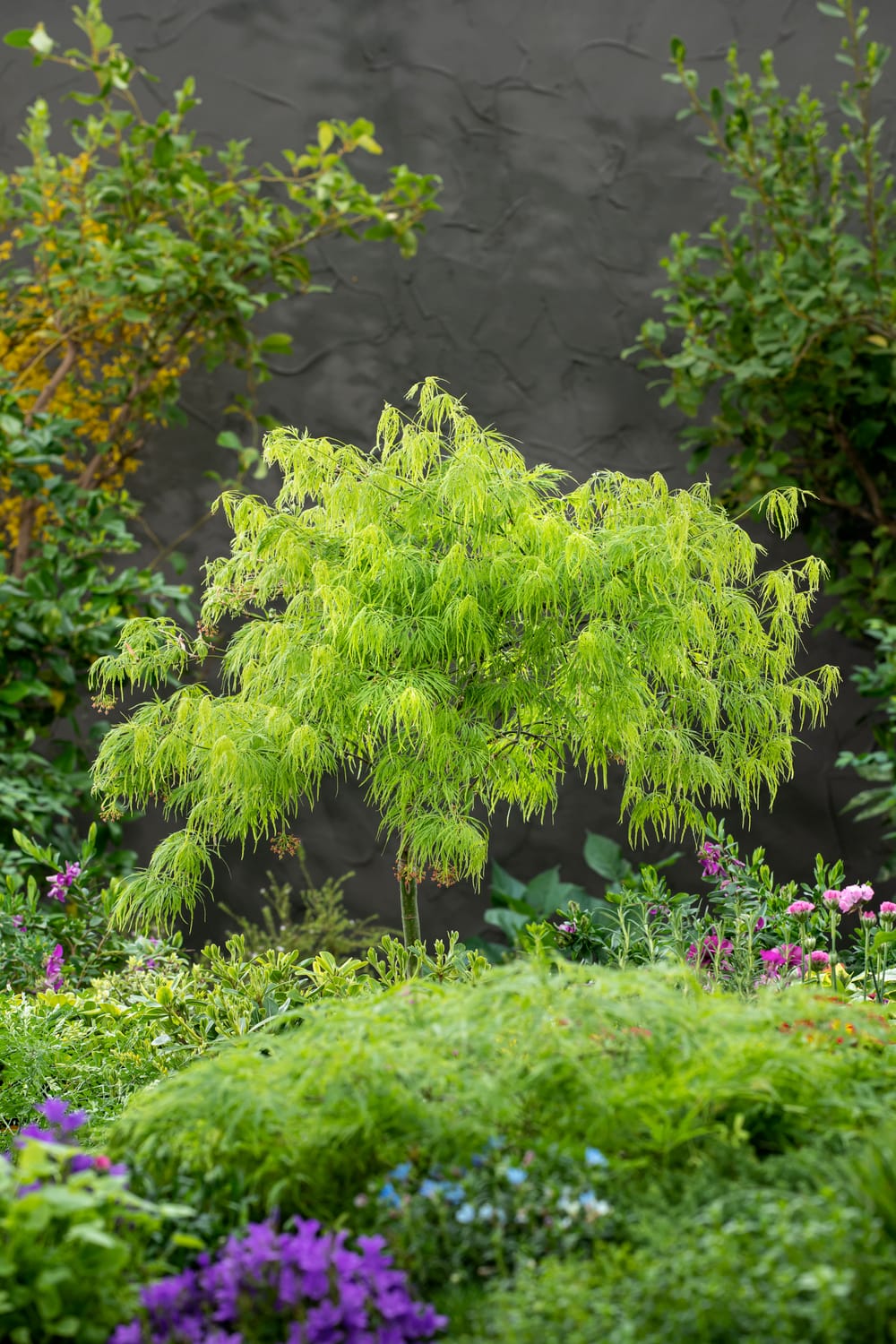Acer palmatum 'Dissectum Palmatifidum' - Érable du Japon