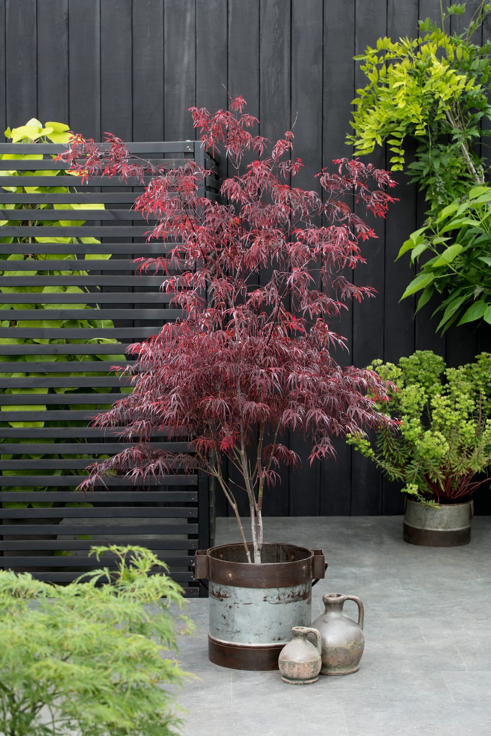 Acer palmatum 'Atrolineare' - Érable du Japon