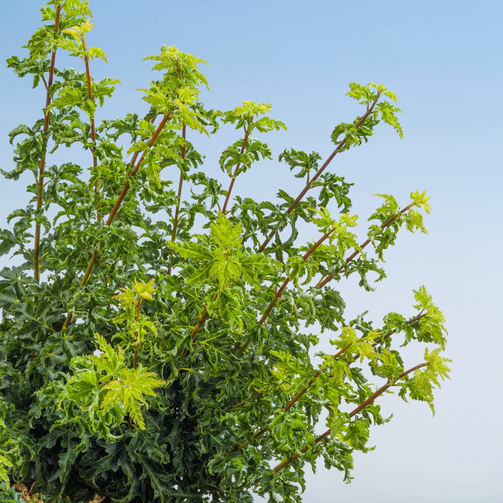 Acer palmatum 'Shishi Gashira' = 'Crispifolium' - Érable du Japon