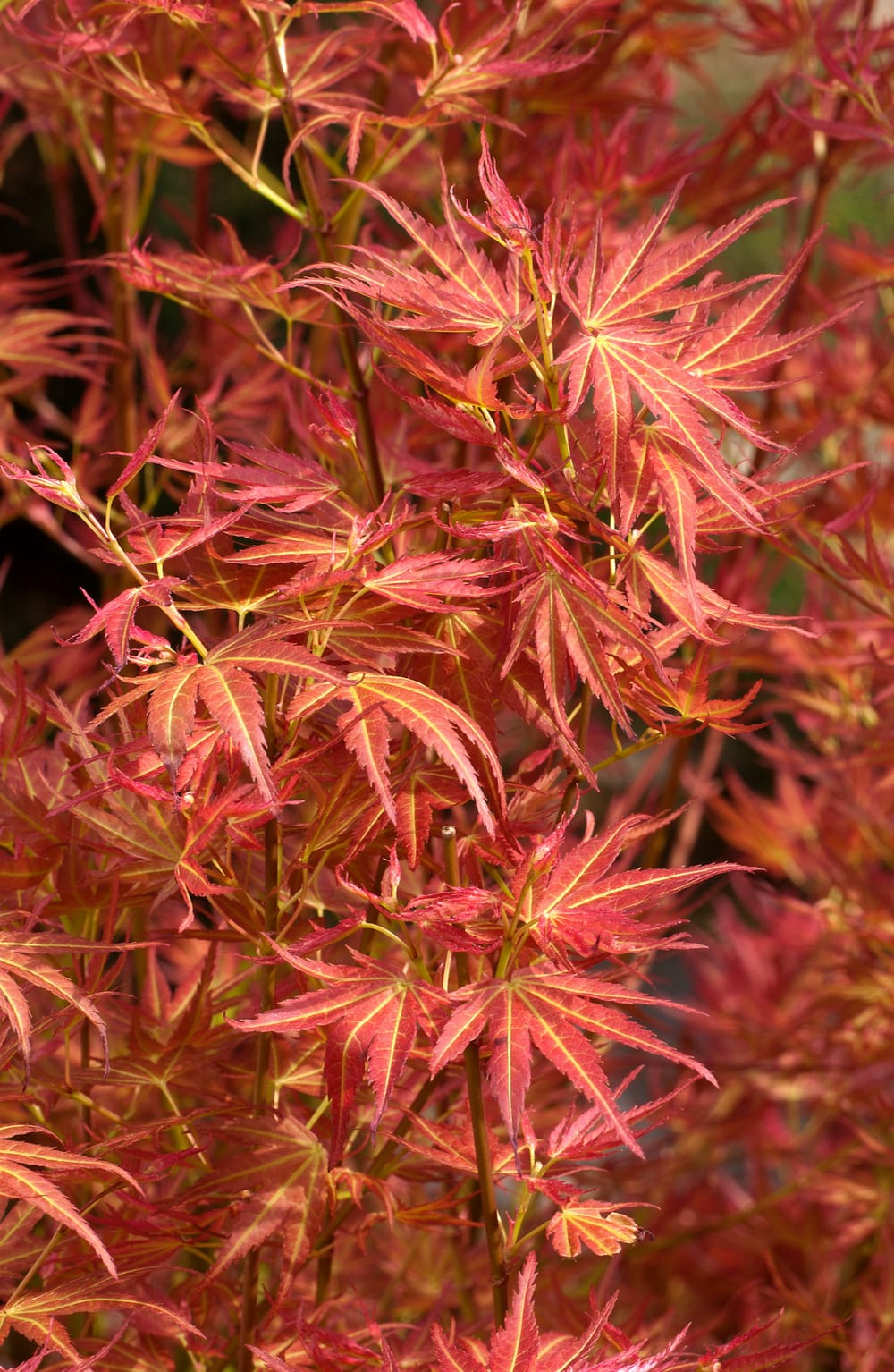 Acer palmatum 'Wilson's Pink Dwarf' - Érable japonais nain
