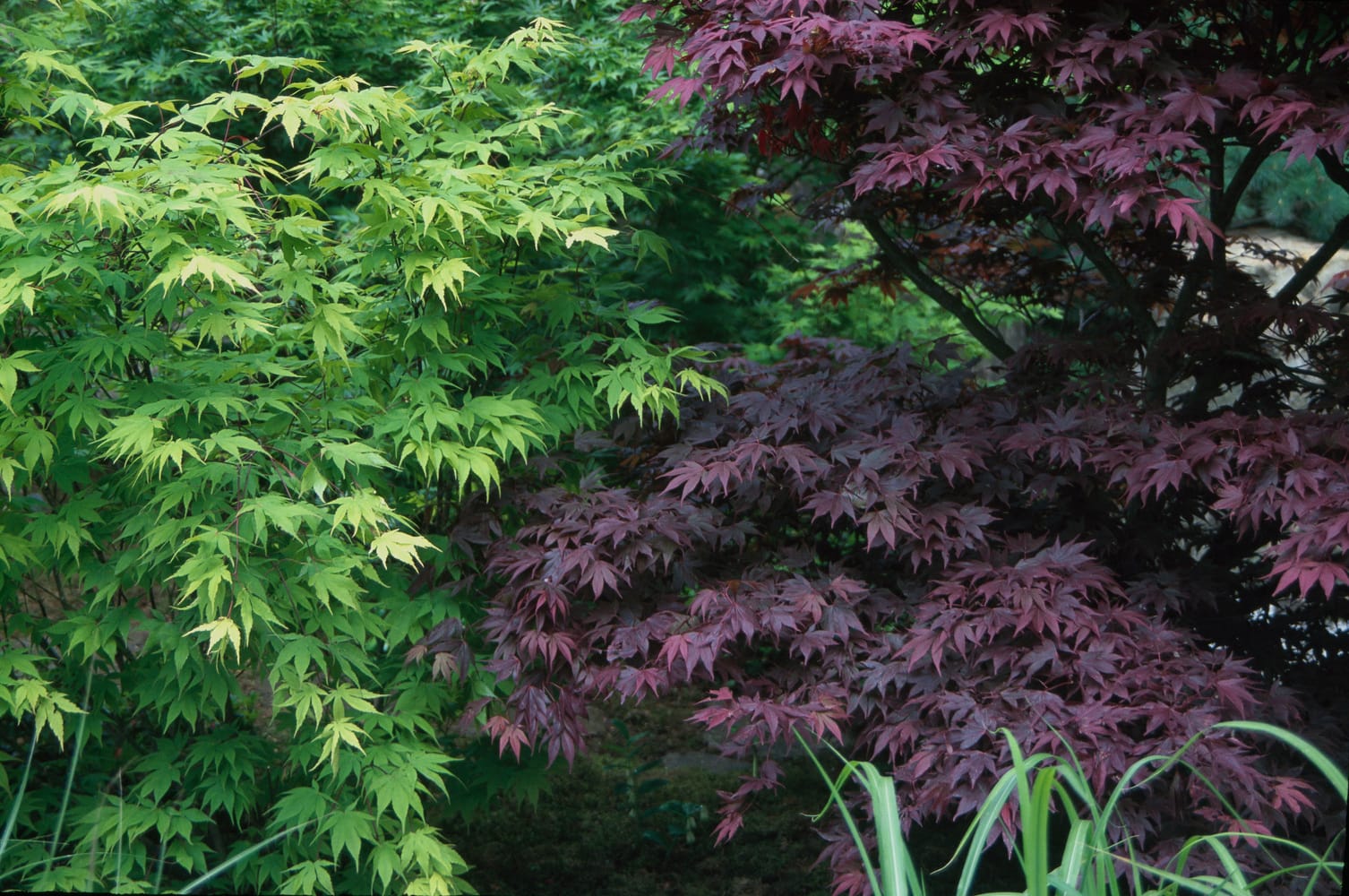 Acer palmatum 'Reticulatum Red' - Érable du Japon