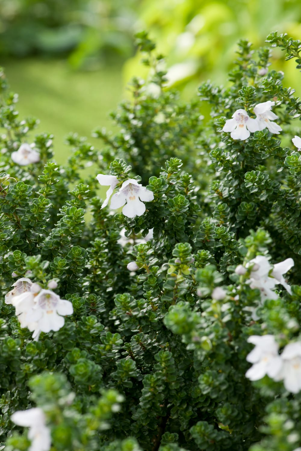 Prostanthera cuneata - Menthe australienne