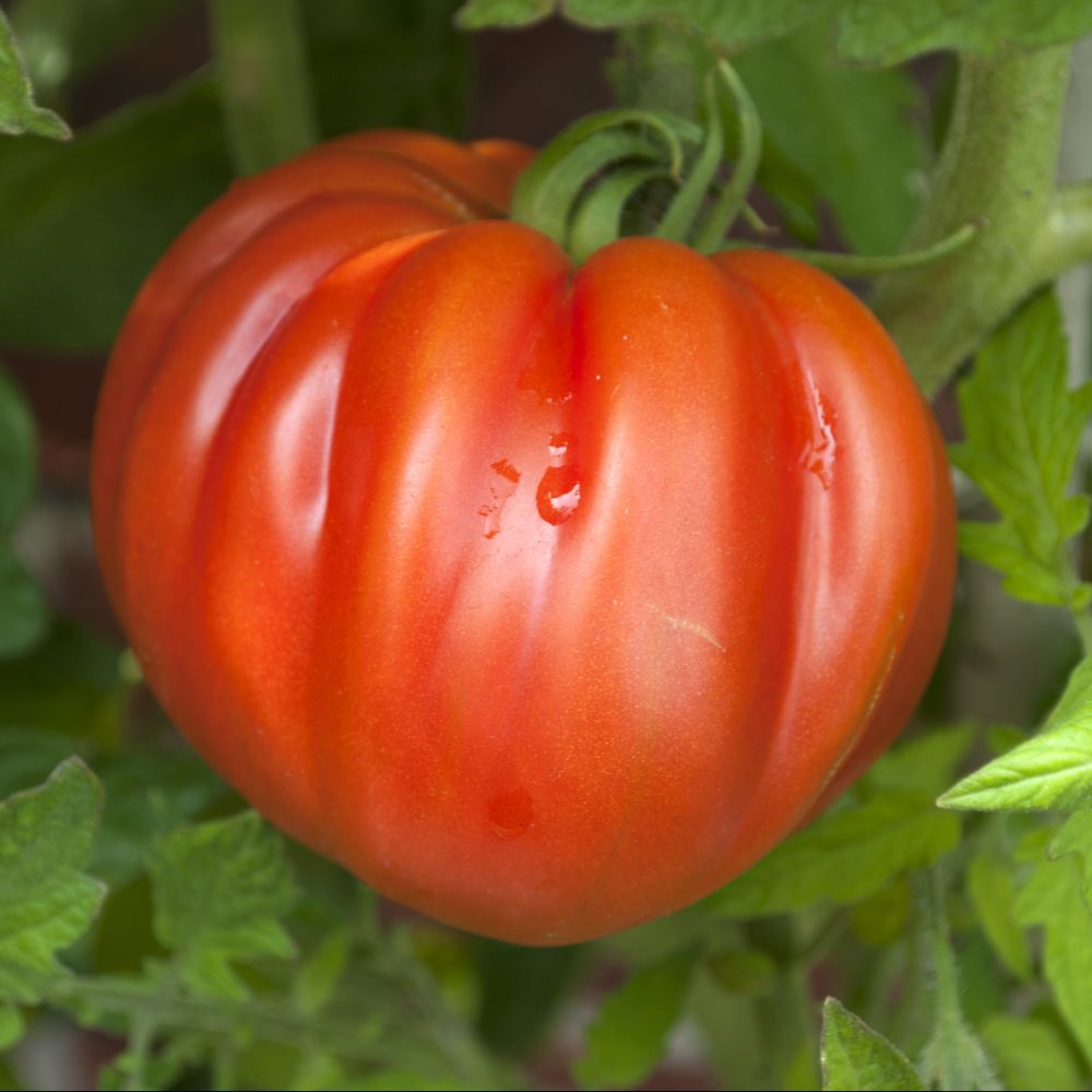 La vraie tomate cœur de bœuf