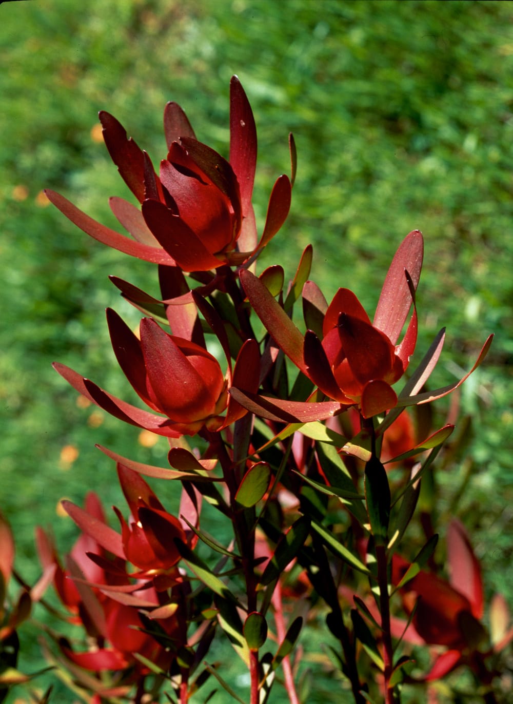 Leucadendron 'Safari Sunset'